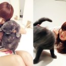 배부른 고양이