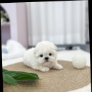 유앤미펫 강아지분양 고양이분양 일산점 이미지