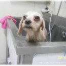 뽀삐애견 이미지