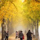 은행나무길 이미지