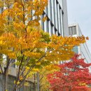 장사정류소 | [11월] 나는 1년 중 11월이 젤루 조와 왜냐하믄 내 생일이 있기 때문이고~