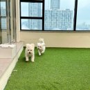 인천애견호텔 사이좋개 송도점 이미지