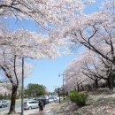 [벚꽃산행] 경주 토함산 & 보문단지(4.13) 이미지