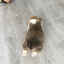 쁘띠멍멍 이미지