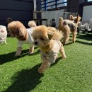 도기야드 이미지