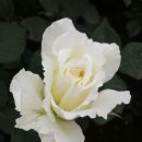 장미공원B 이미지