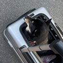 뽀dog | 강서구 화곡 뽀도독 셀프 애견 목욕후기