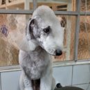 달이네 애견미용실 이미지