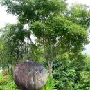 두물농원 | 에어비앤비 숙소 추천 넓은 마당과 프라이빗 계곡이 있는 두물농원 잔디방 (애견동반가능한 가성비숙소)