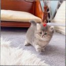 캣스토리 고양이분양 일산본점 | 일산고양이분양 캣스토리 고양이분양 일산본점 자유로운 환경이 인상적이었던 이유