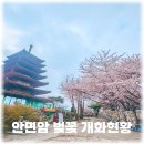 황매산 벚꽃길 | 안면암 벚꽃 만개 실시간 개화상황 태안 가볼만한곳
