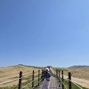 황소목장 | 서산 벚꽃명소 추천 서산 한우목장 웰빙산책로 벚꽃 개화율 주차 꿀팁 총정리