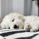 라이크몽 이미지