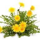 꽃민들레 이미지