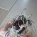 광주24시스카이동물메디컬센터 | 광주24시동물병원스카이 응급실 강아지발톱