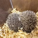 골든햄스터 분양 탬펫 충남아산점 이미지