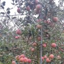 청송상회 이미지