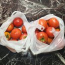 장원농장 | 울산 토마토 직판장｜진하해수욕장 장원농장, 여름마다 찾는 단골 무농약 토마토