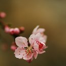 도화주 이미지