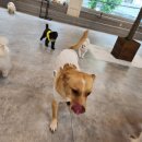 지금여기서행복하개 이미지