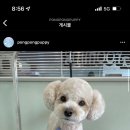 퐁퐁파피 이미지