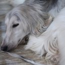 엔젤독스애견 이미지