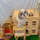 개르띠에 이미지