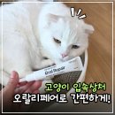 박효리군 동물병원 | 고양이 구내염 치주염 관리, 2등급 동물용 의료기기 오랄리페어로 시작해요