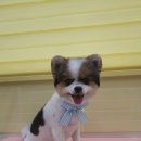 벨리몽