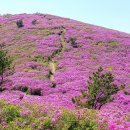 168차 익산 보석산악회 정기산행 2024년5월12일 보성 일림산(667.5m) 이미지