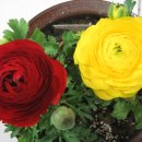 아네모네 이미지