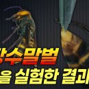 말벌독 VS 꿀벌독 이미지