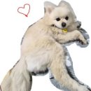강아지 인식표 추천 내돈내산 후기 소형견 인식표 꼭 필요할까?