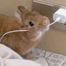 대한토끼 이미지