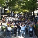 원도심 은행나무 이미지