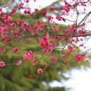 멀리가는 향기 이미지