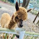 성체유치원 | 🦙 제주에서 만나는 알파카 천국, 도치돌 알파카 목장 체험기 🌿✨ &lt;솔직 후기&gt;
