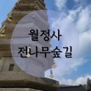 강원특별자치도 화천군 관광안내소(터미널) | 역사와 힐링이 있는 월정사_오대산 월정사 전나무숲길, 오대산산촌, 카페템플가람