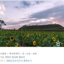 5일장터 | 연천 호로고루 해바라기🌻🌻 축제 9/3~9/6일, 5일 방문후기 / 파주 애플트리 카페 🍏🌳