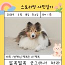 스토리멍 여수애견호텔/여수애견유치원 이미지