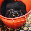 보듬동물병원 이미지