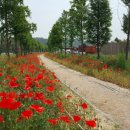 진교 메타세쿼이아길 이미지