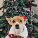 포댕포댕 이미지