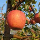 태송농장 이미지