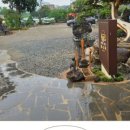 마산1로 느티나무길 이미지