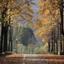 중국단풍길 이미지