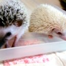 깜둥이