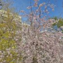 벚나무공원 화장실 이미지