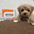(주)대웅펫 이미지