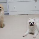 노라보까 이미지